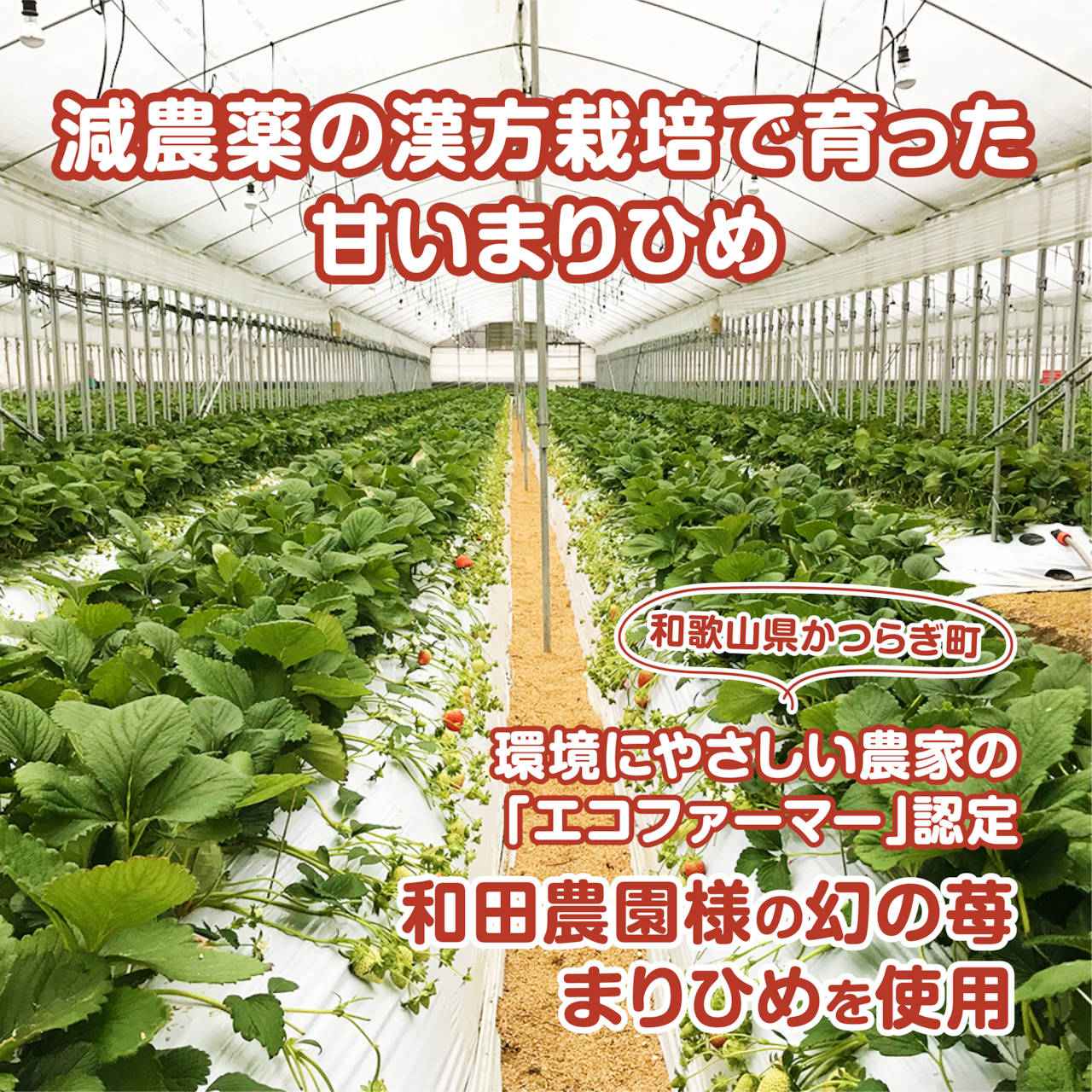 和田農園様のまりひめのふわふわパンケーキ3種3個入(いちごジャム2種・プレーン).